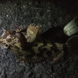 夜釣りイマイチ